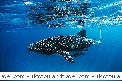 Kategorie Abenteuer: Afrikas Beste Reiseziele Zum Schwimmen Mit Walhaien