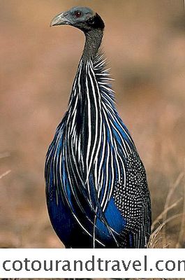 Afrika Midt Østen - Kenya-Fuglene