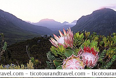 非洲和中东 - 国王普罗蒂亚：南非的国花