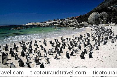 非洲和中东 - 游泳与企鹅在开普敦附近的巨石海滩