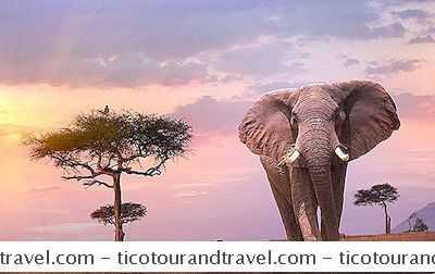 アフリカ・中東 - ケニアの野生動物公園と保護区トップ10