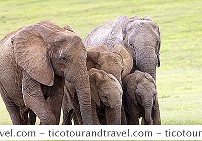 アフリカ・中東 - アフリカで象を見る場所