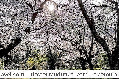 아시아 - 일본의 벚꽃 축제에 관한 모든 것