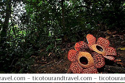 Giới Thiệu Về Hoa Rafflesia