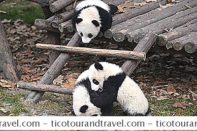 Categoría Asia: La Base De Investigación De Cría De Pandas Gigantes En Chengdu