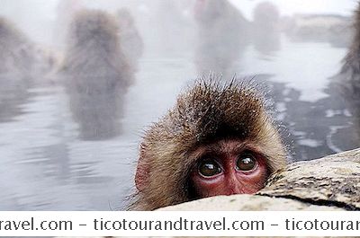 Asya - Maymun Aşk: Japonya'Nın Vahşi Maymun Parklarına Trek