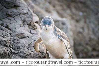 オーストラリア＆ニュージーランド - ペンギンを見るためにオーストラリアで7つの場所