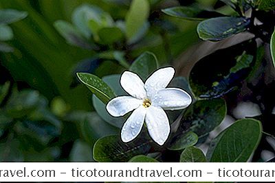 オーストラリア＆ニュージーランド - タヒチで発見された8つの熱帯の花