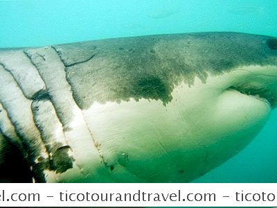 Eventyr - Burdykning Med Store Hvite Haier I Sør-Afrika
