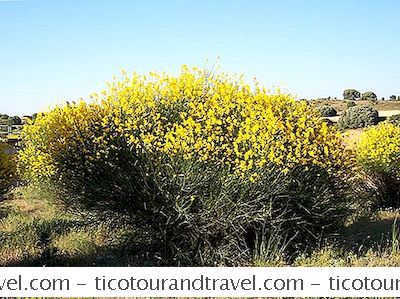 Creosote Bush: Desert Flora Plant