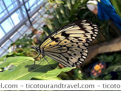 Kanada - Besuchen Schmetterlinge Gehen Frei Im Botanischen Garten Von Montreal