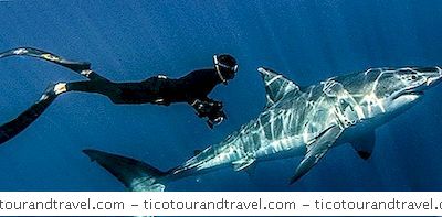 Aventuras - Jaula Buceo Con Grandes Tiburones Blancos En Sudáfrica