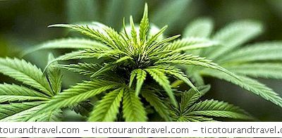 Marihuana En Suecia: Estado Legal Y Medicinal De Weed