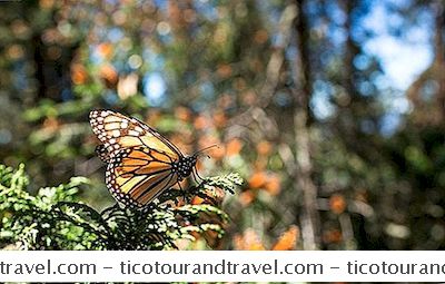 Méjico - Reservas De Mariposa Monarca En México