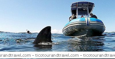 Avontuur - Kooi Duiken Met Grote Witte Haaien In Zuid-Afrika
