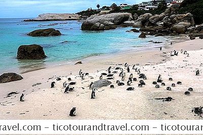 Afrika Midt Østen - Svømmer Med Pingviner På Boulders Beach I Nærheten Av Cape Town