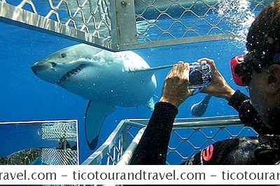 Aventura - Gaiola Mergulho Com Grandes Tubarões Brancos Na África Do Sul