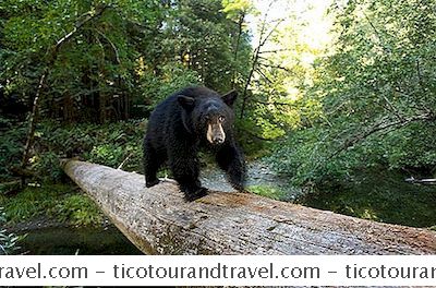 Viagem Em Família - O Que Fazer Se Você Encontrar Um Urso Na Região Selvagem