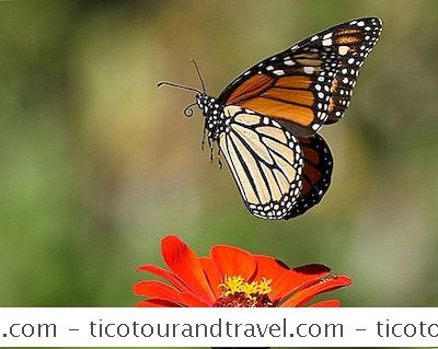 Mexic - Monarh Rezervați Fluture În Mexic