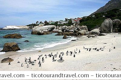 Afrika Mellanöstern - Simning Med Pingviner På Boulders Beach Nära Kapstaden