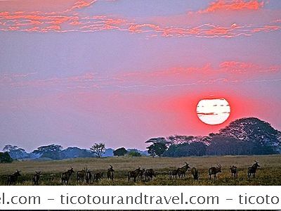 Destinationer - Södra Luangwa National Park, Zambia: Den Fullständiga Guiden
