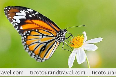 Kanada - Besök Butterflies Gå Gratis På Montreal Botaniska Trädgård