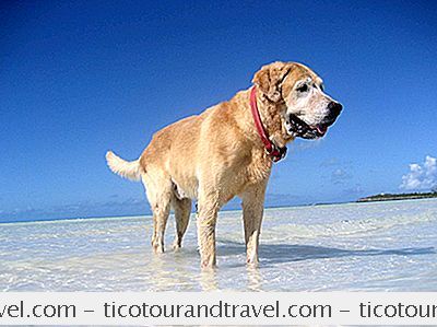 树皮之旅回家：带着你的宠物在加勒比旅行