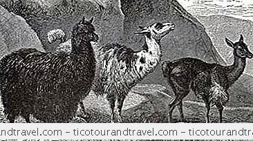 中南美洲 - 骆驼，羊驼，Guanacos和Vicuñas指南