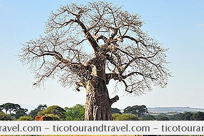 बाबाब: अफ्रीका के जीवन के पेड़ के बारे में मजेदार तथ्य