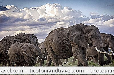 Categorie Bestemmingen: De Beste Tijd Om Te Gaan Op Safari