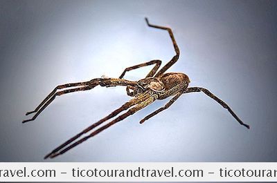 Reiseziele - Acht Von Afrikas Gruseligsten Spinnenarten