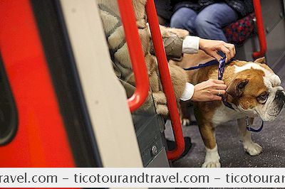 Sind Hunde In Den Londoner U-Bahn-Zügen Zugelassen?
