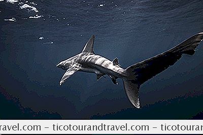 Aile Seyahat - Amerika Birleşik Devletlerinde Köpekbalığı Saldırıları