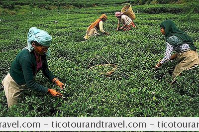 インド - インドの茶園を訪れる7つの場所