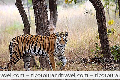 Kategori India: Panduan Perjalanan Taman Negara Bandhavgarh