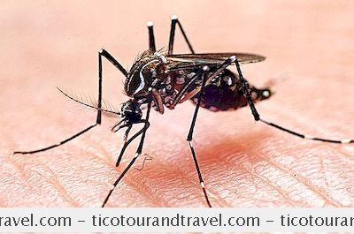 말라리아, 뎅기열 및 바이러스 성 발열 : 차이점을 알려면 어떻게합니까?