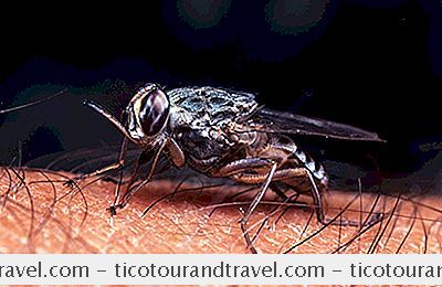 Inspirasi - The Tsetse Fly And African Sleeping Sickness