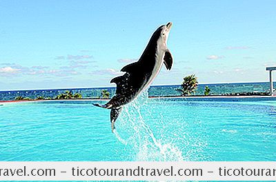 Grand Sirenis Resort Parteneri Cu Dolphin Akumal