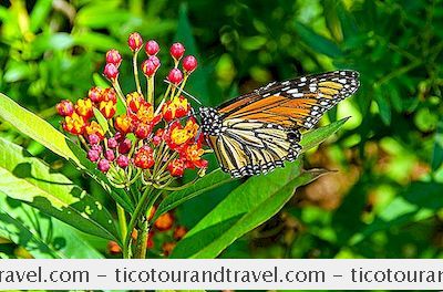 Mexico - Monarkfjärilreservat I Mexiko
