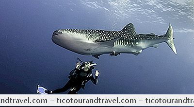 Projděte Si Plavání S Velrybí Žraloky Na Isla Holbox, Mexiko