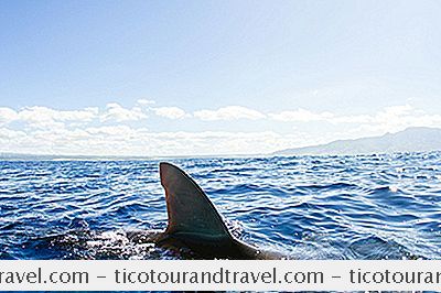 Veiligheid en Insurance - 5 Redenen Dat Reizigers Geen Haaien Moeten Vrezen