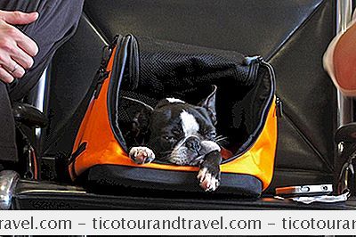 Segurança e Seguro - Um Guia Para Viagens Econômicas Com Animais De Estimação