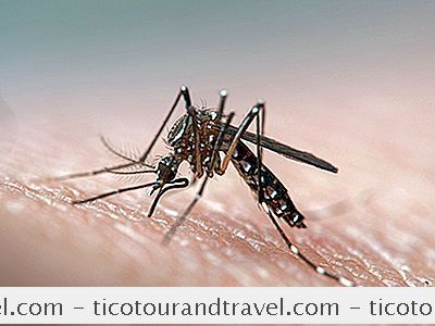 Säkerhet och försäkring - Vad Är Dengue Feber?