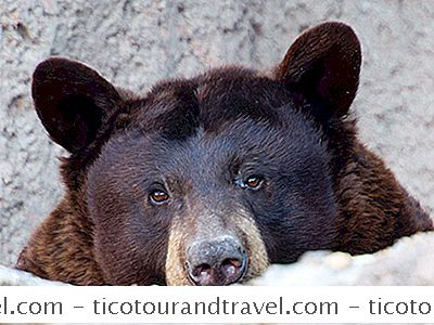 Kategorie Vereinigte Staaten: 10 Wissenswertes Über Bären