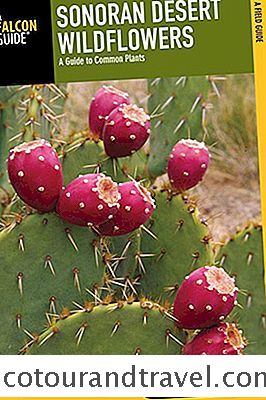 Arizona Kır Çiçeği Ve Kaktüs Alan Rehberleri