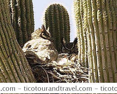 Gambar Pohon Kaktus Ekor Tikus Aneka Tanaman Bunga