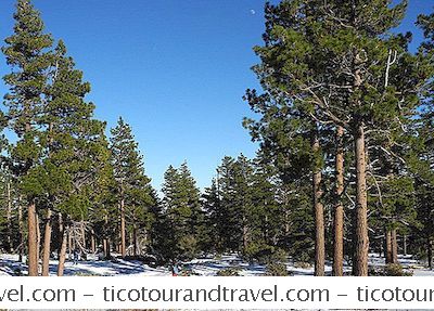 Schneiden Sie Ihren Eigenen Weihnachtsbaum In Der Reno / Tahoe-Region