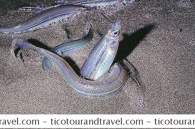 Kategori Forente Stater: Grunion Fish Runs And Hunting On San Diego Strender