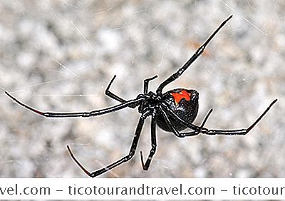 Kategori Forenede Stater: Sådan Undgår Du Black Widow Spider Bites Mens Vandreture Eller Camping