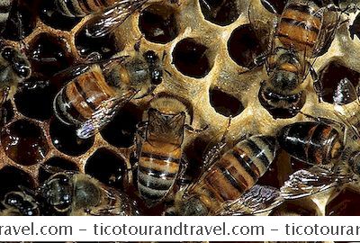Kategorie Spojené Státy: Vražedné Včely Rotují A Napadají V Arizoně
